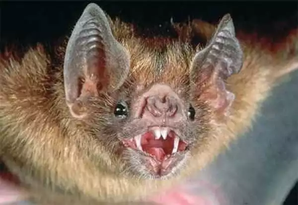 See the Deadly Vampire Bats Feeding on Human Bloods Leaving Many People in Danger (Photos)